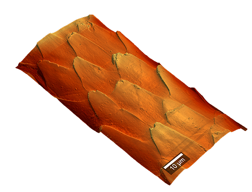 AFM Cat hair