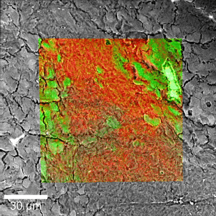 RISE Raman SEM Brain Tissue