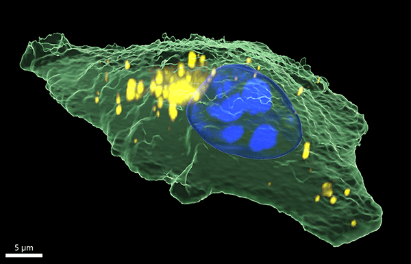 3D cell
