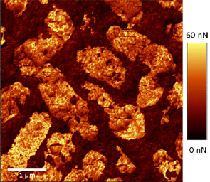 AFM image (pulsed force mode) of fossilized bacteria. The image shows the different adhesion levels of the sample surface.