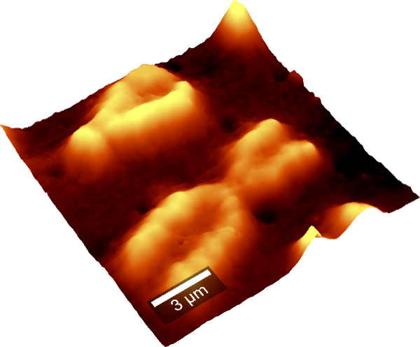 AFM image of a human chromosome.