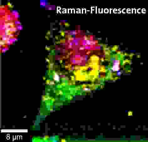 WITec Correlative Raman Fluorescence Cell Biology