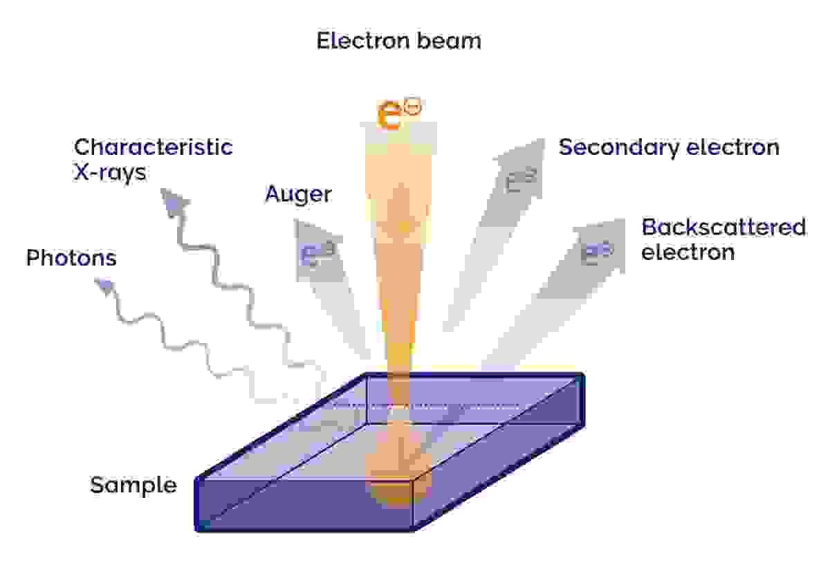 Scanning electron microscopy