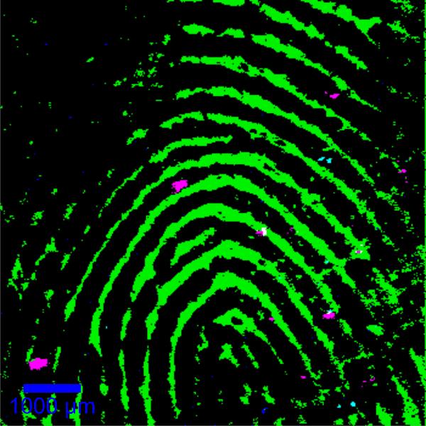 Confocal large-area Raman image of a human fingerprint. Magenta: Sulfur; Dark Blue: Amorphous Carbon; Light Blue: Nitrate.