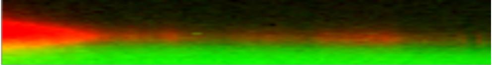 WITec Raman Oil Coating Syringe