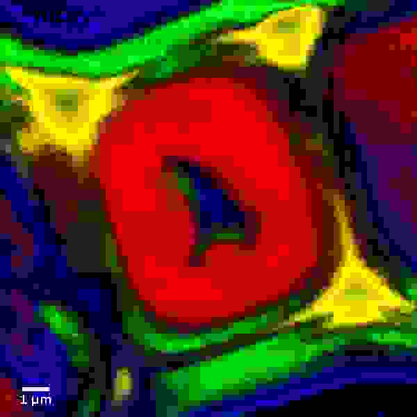 Confocal Raman image of a wood cell.