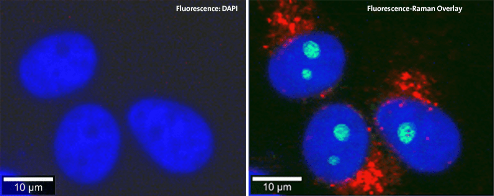 WITec alpha300 Ri cells DAPI+Raman