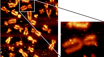 SNOM chromosomes