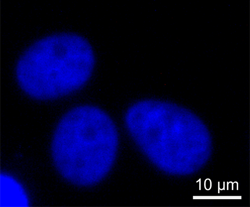 Fluorescence Image - Cell Nuclei