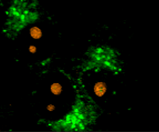 Raman Image - Cells