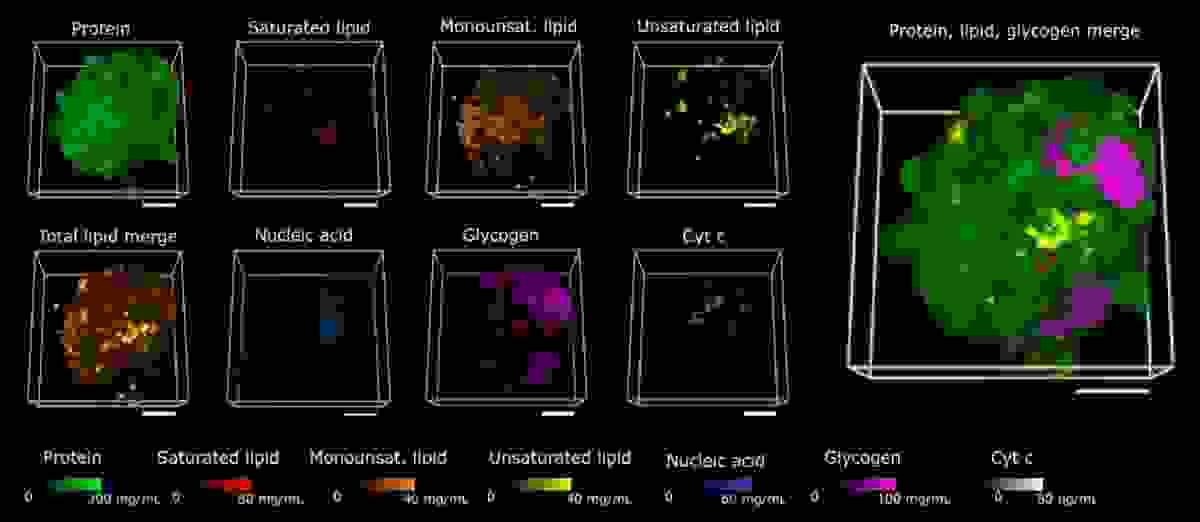 Organoid components