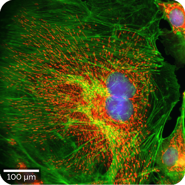 <p>fluorescence</p>