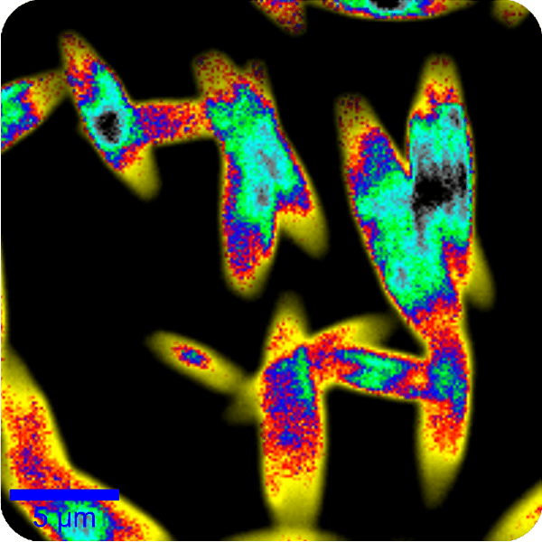 <p>tcspc</p>