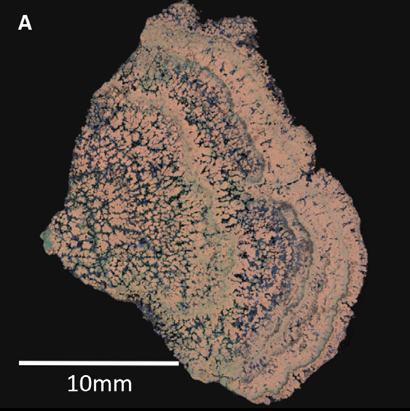 Figure 2: Setup of a large area BEX run across the entire sample using AZtecLive's cartography functionality, with the area defined by dragging across the registered image